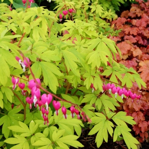 Gold Heart Pink Bleeding Heart 